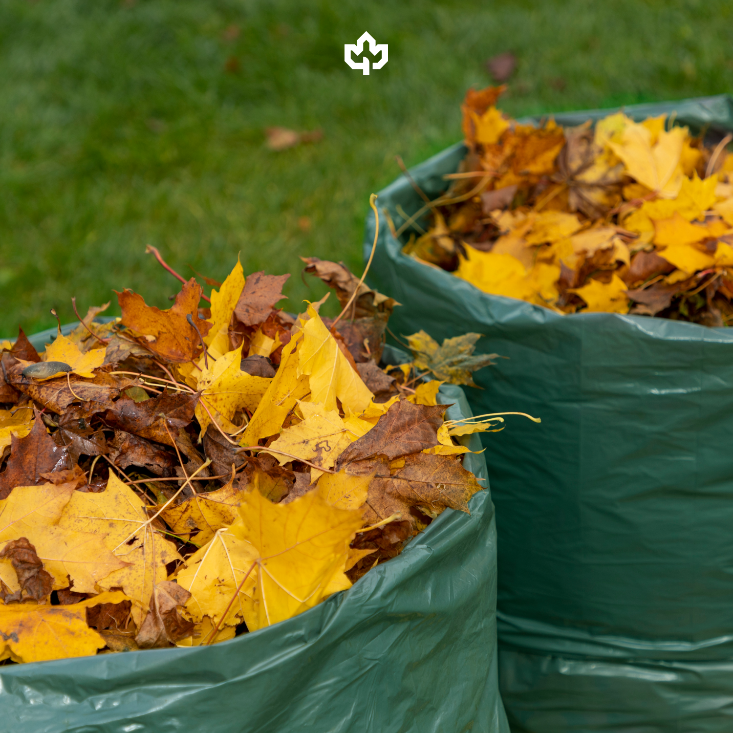 Yard Waste Removal Services