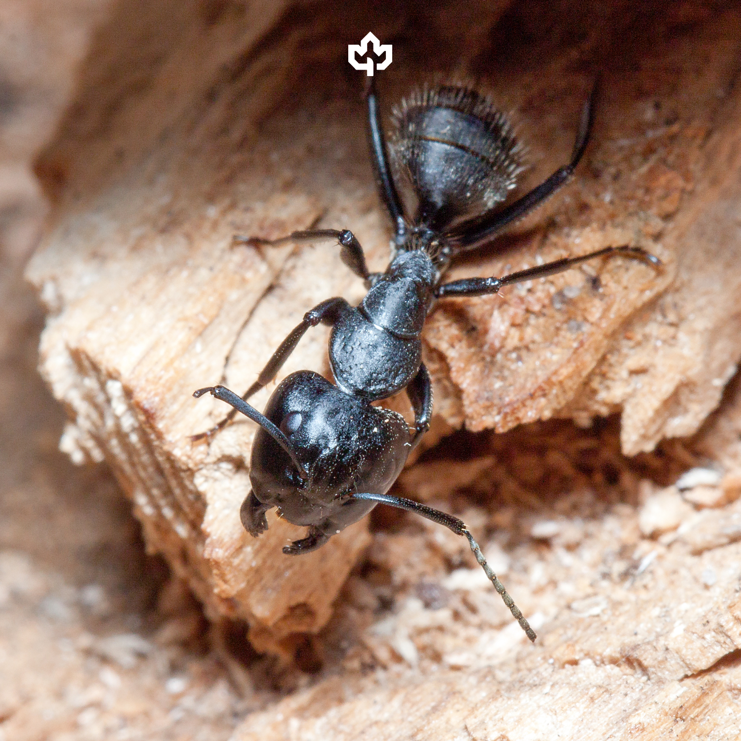 Ant Extermination