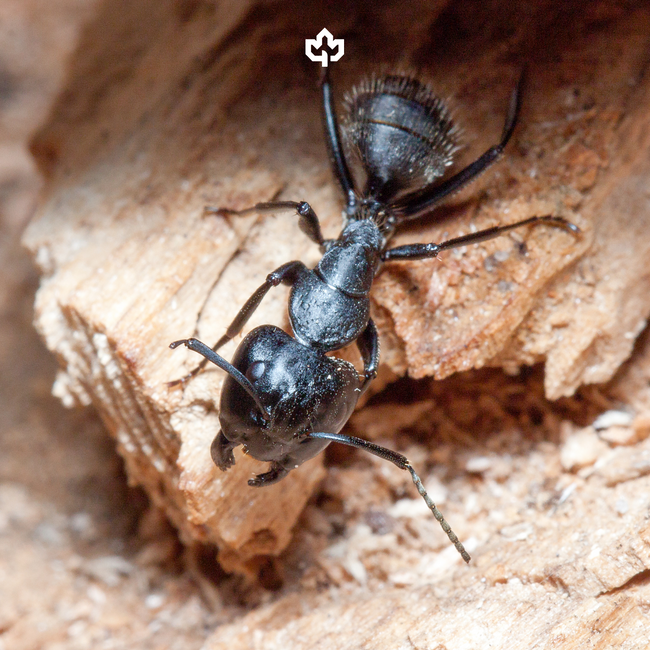 Ant Extermination