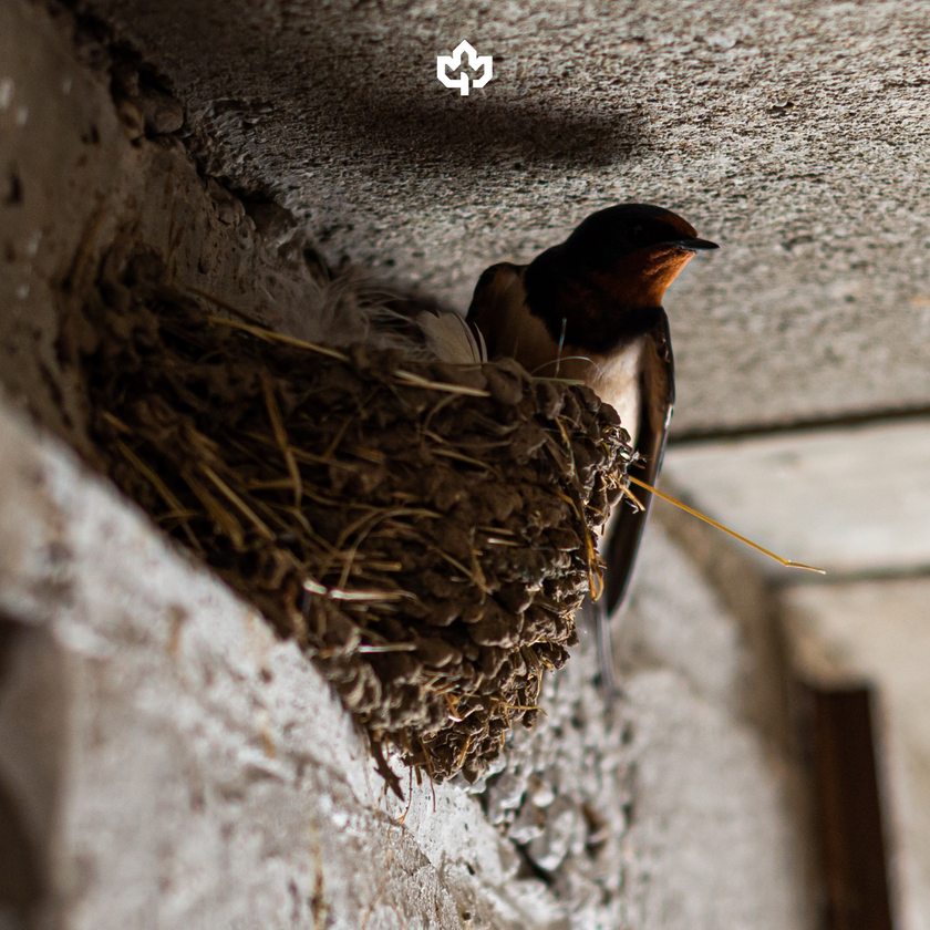 Bird Control & Deterrent Services