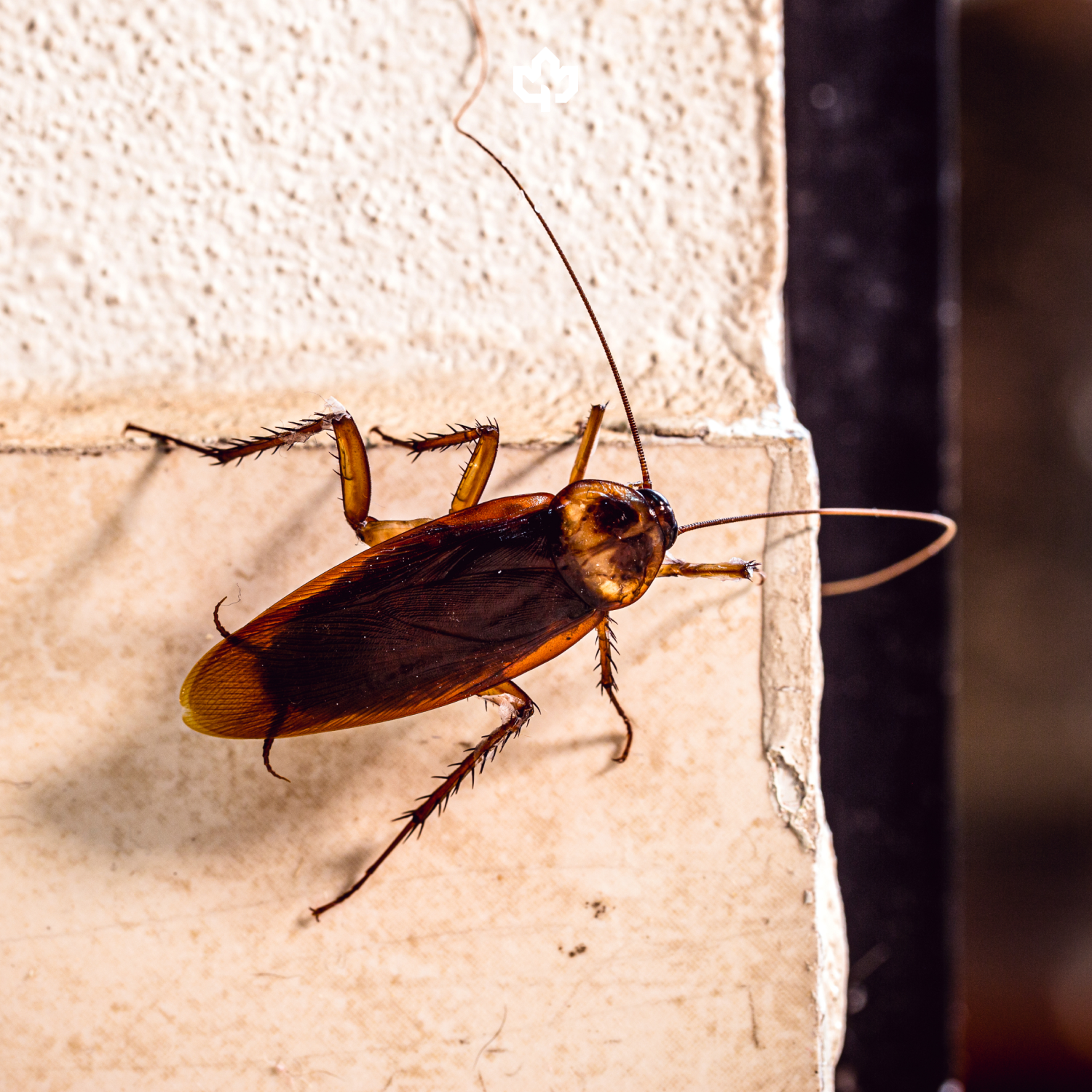 Cockroach Extermination
