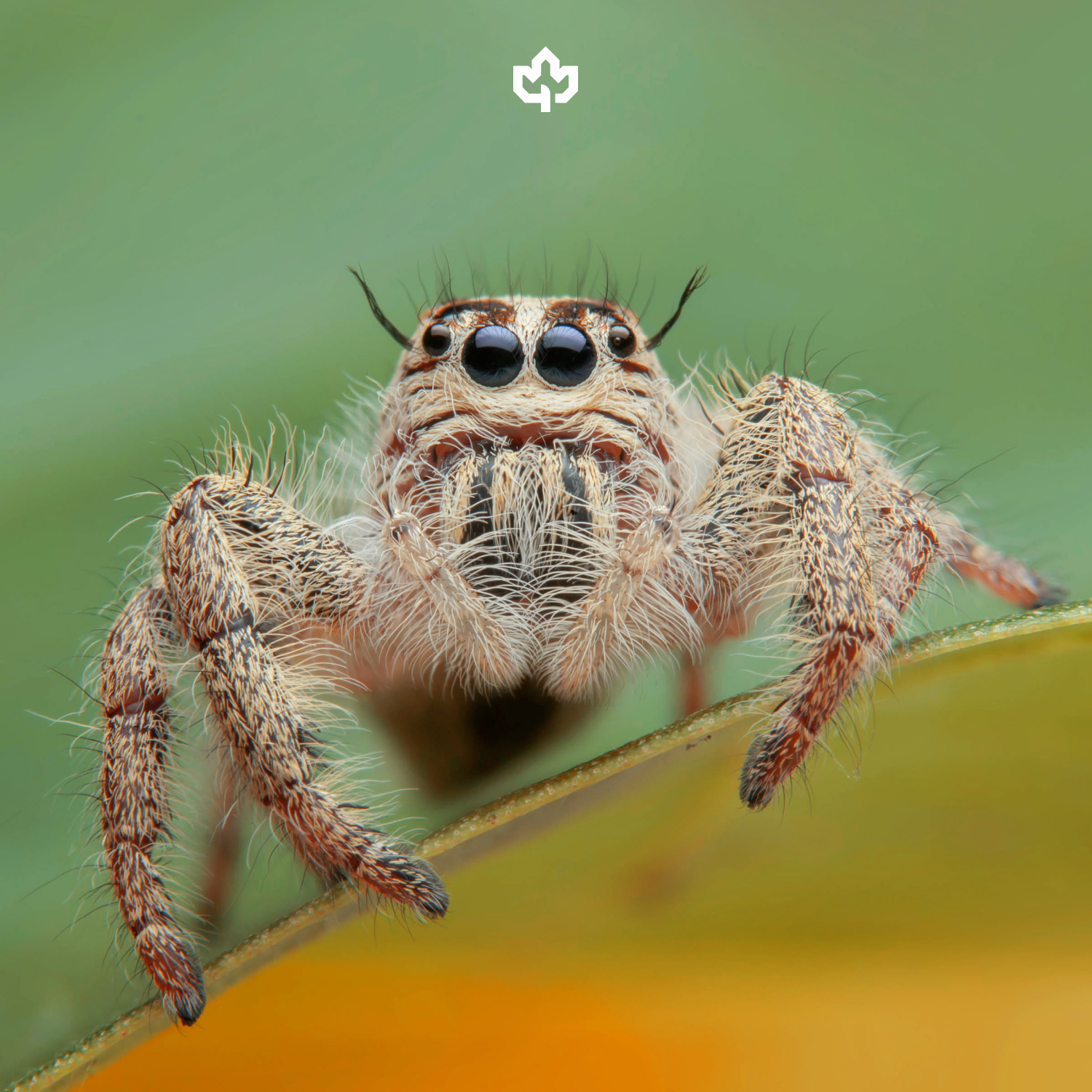 Spider & Centipede Extermination