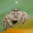 Spider & Centipede Extermination