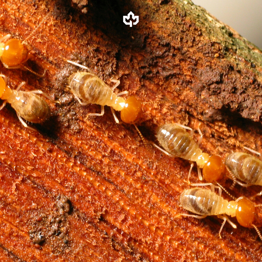 Termite Extermination