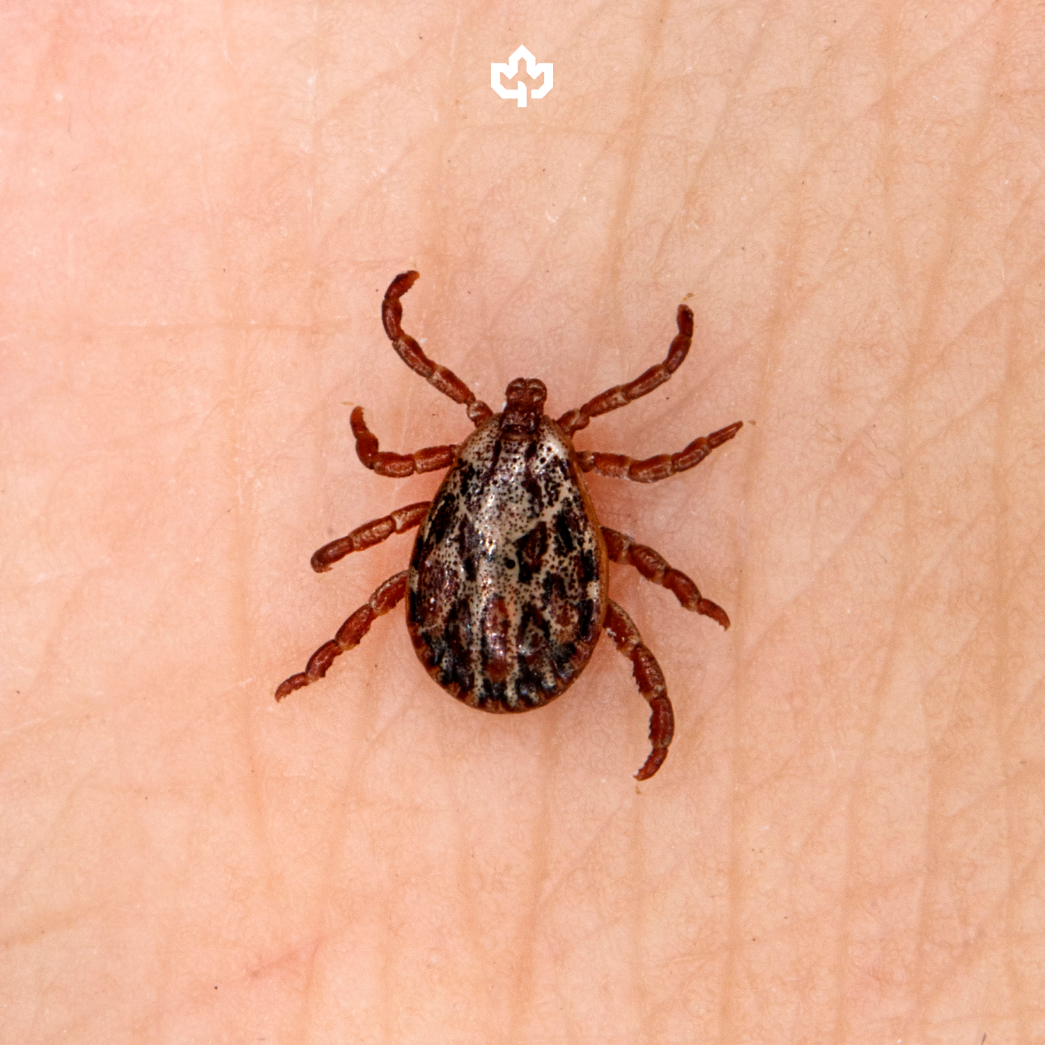 Flea & Tick Extermination
