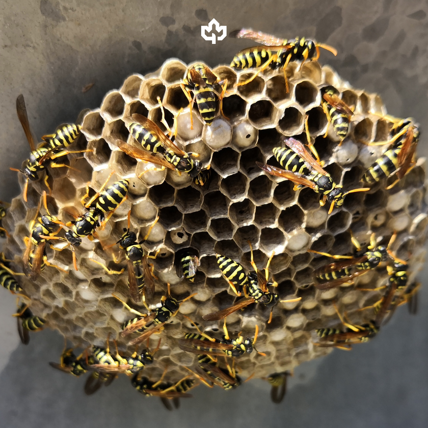 Wasp & Hornet Extermination